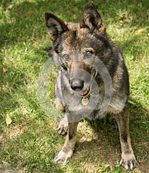 German shepherd dog playing in the garden.