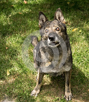 German shepherd dog playing in the garden.