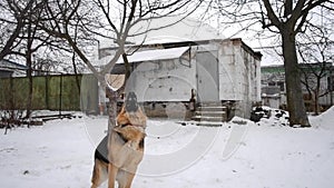 German Shepherd Dog is playing jumping over snow