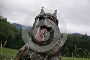 German Shepherd dog playing in the meadow.