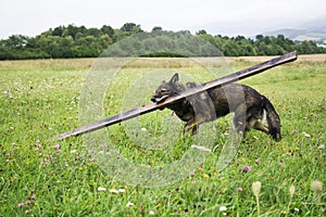 German Shepherd dog playing in the meadow.