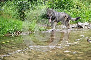 German Shepherd dog playing in the meadow.