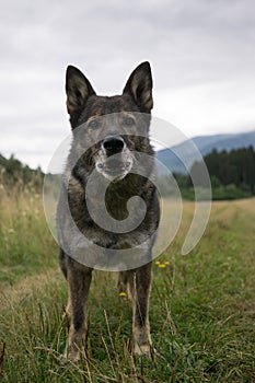 German Shepherd dog playing in the meadow.