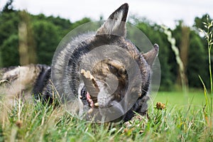 German Shepherd dog playing in the meadow.