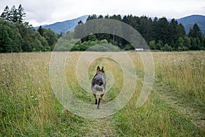 German Shepherd dog playing in the meadow.