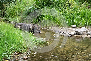 German Shepherd dog playing in the meadow.