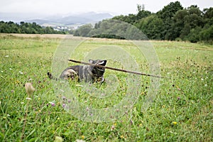 German Shepherd dog playing in the meadow.