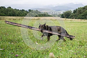 German Shepherd dog playing in the meadow.