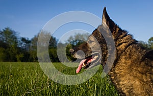 German Shepherd dog playing in the meadow.