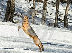 German shepherd dog playing in the snow.