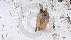 German Shepherd Dog Playing In A Snow