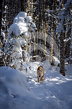 German Shepherd Dog playing on snow covered forest trail