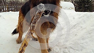 German shepherd dog playing with a stick in the snow