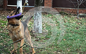 German shepherd dog playing with a toy rubber bagel tied to a tree during the first snow, the beginning of winter