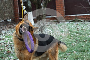 German shepherd dog playing with a toy rubber bagel tied to a tree during the first snow, the beginning of winter