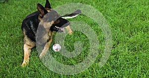 German shepherd dog playing with an white ball in its mouth, lyuing on the grass