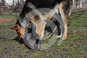 A German shepherd dog plays with a gray puppy on green grass. A shepherd dog in an iron collar