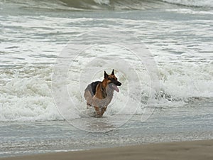 German Shepherd dog plays among the waves