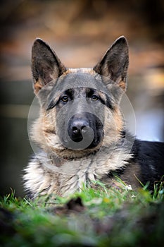 German shepherd dog portrait