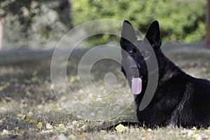 German Shepherd Dog portrait