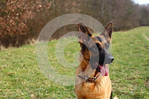 German Shepherd dog portrait