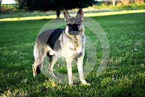 German Shepherd dog