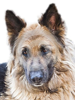 German Shepherd dog portrait, expression,