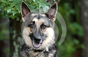 Alemán el perro retrato 