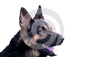 German shepherd dog portrait isolated on white background