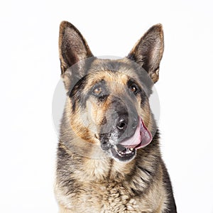 A German Shepherd dog portrait photo