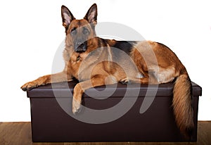 German shepherd dog posing on bench