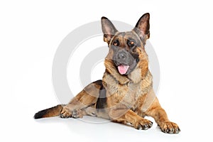 German Shepherd dog photo
