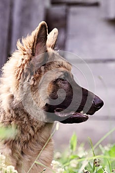 German Shepherd Dog Profile