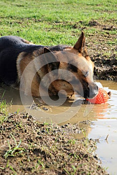 German Shepherd dog in a puddle