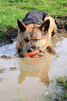 German Shepherd dog in a puddle