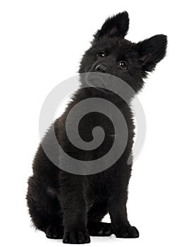 German Shepherd Dog puppy, 10 weeks old, sitting