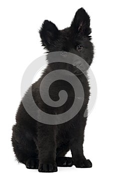 German Shepherd Dog puppy, 10 weeks old, sitting