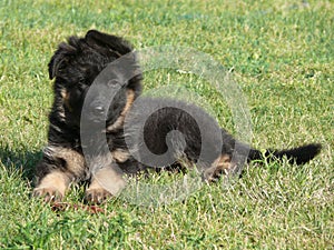 German shepherd dog puppy