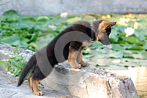 German Shepherd dog puppy