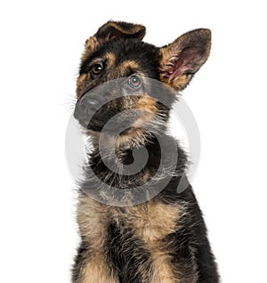 German Shepherd Dog puppy 3 months old