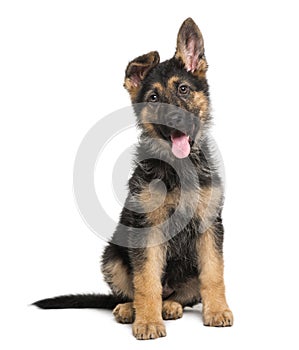 German Shepherd Dog puppy (3 months old)