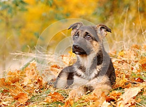 German shepherd dog puppy