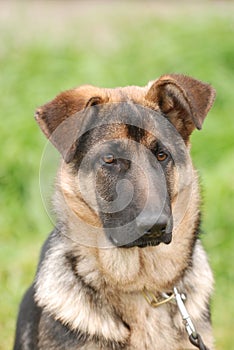 German shepherd dog puppy