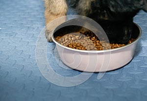 German shepherd dog puppy eating dog kibble food in bowl on floor
