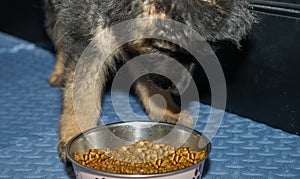 German shepherd dog puppy eating dog kibble food in bowl on floor