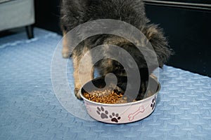 German shepherd dog puppy eating dog kibble food in bowl on floor