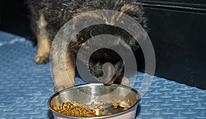 German shepherd dog puppy eating dog kibble food in bowl on floor