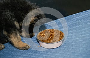 German shepherd dog puppy eating dog kibble food in bowl on floor