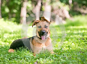 A German Shepherd Dog puppy with floppy ears
