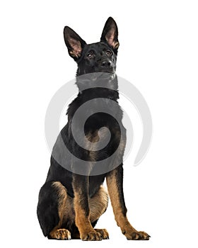 German Shepherd Dog puppy in front of a white background